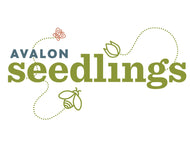 SEEDLINGS - Fall 2024