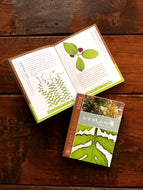 Avalon Park and Preserve’s Plant and Habitat Guide